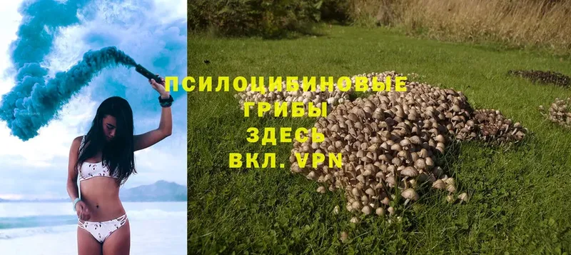 купить закладку  Большой Камень  Галлюциногенные грибы Psilocybe 